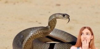 serpente e donna spaventata