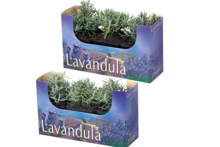 piante lavanda 