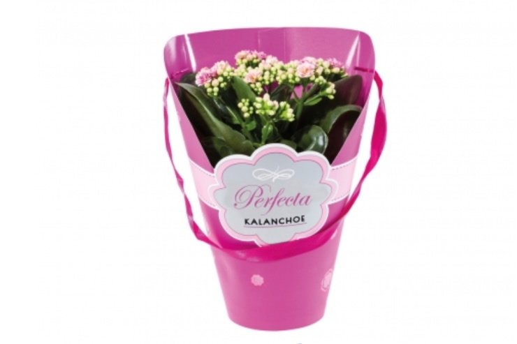 kalanchoe lidl 