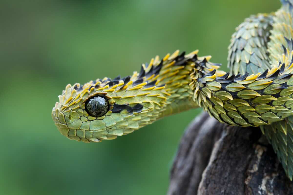 vipera verde