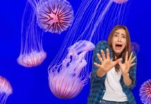 meduse e donna spaventata