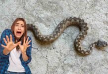 vipera e donna spaventata