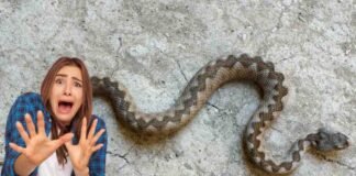 vipera e donna spaventata