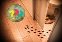 È bastata una manciata di queste foglie per dire addio alla blatte in casa: un rimedio 100% naturale insieme di blatte che escono dal bagno e ingrediente misterioso