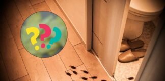 insieme di blatte che escono dal bagno e ingrediente misterioso