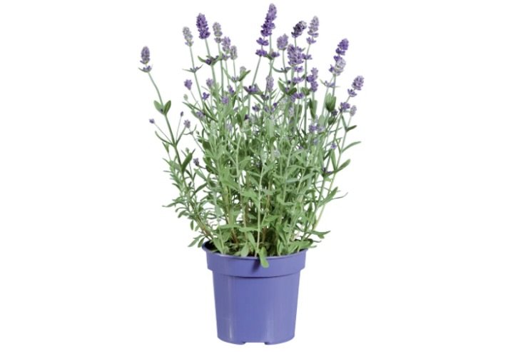 pianta lavanda lidl