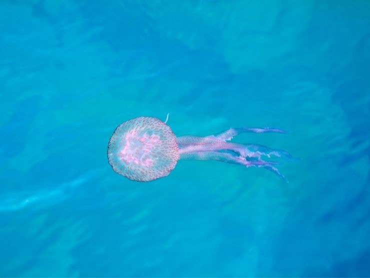 medusa in mare