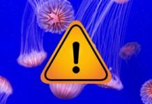 meduse e segnale di pericolo