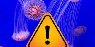 meduse e segnale di pericolo