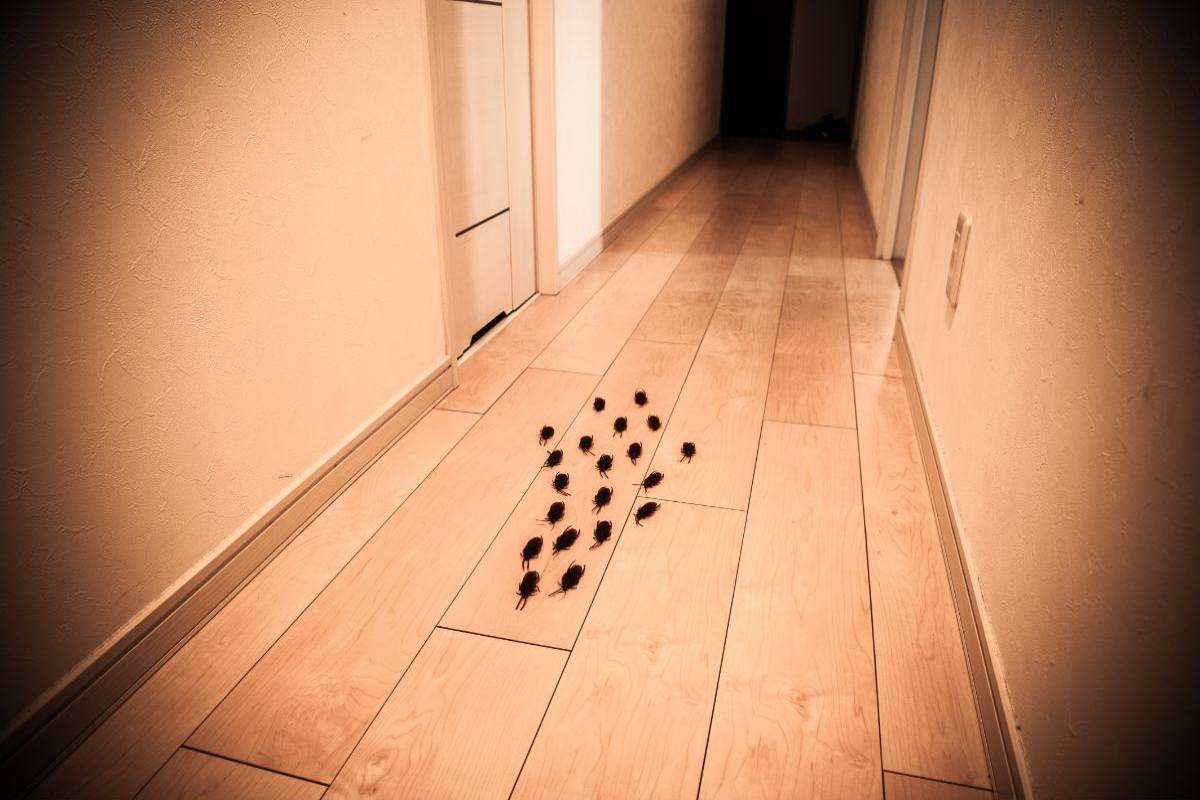 insieme di blatte che camminano nel corridoio di casa