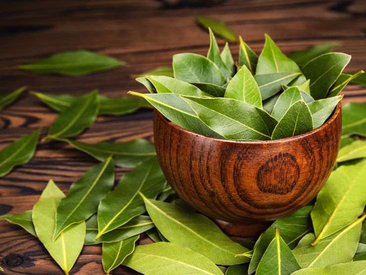 ciotola con foglie di alloro