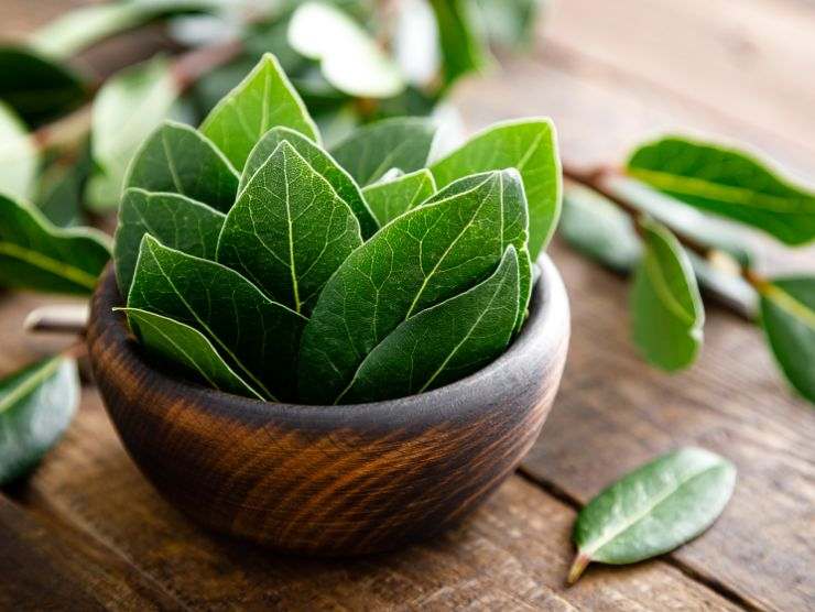 ciotolina con foglie di alloro