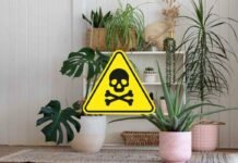 segnale pericolo e piante