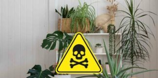 segnale pericolo e piante