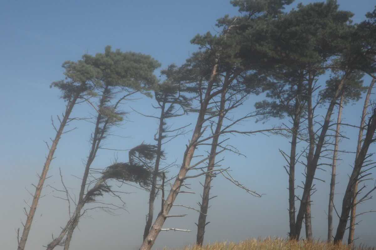 vento fra gli alberi