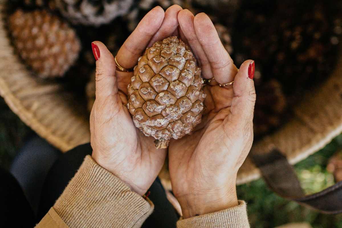 mani che mantengono pigna