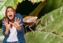 donna spaventata da una cimice