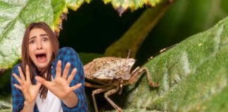 donna spaventata da una cimice