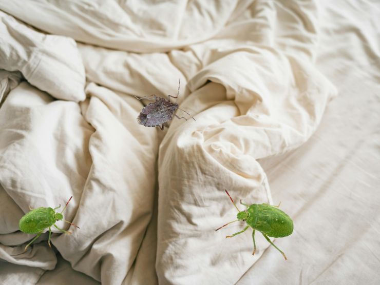 cimici verde e grigie tra le lenzuola