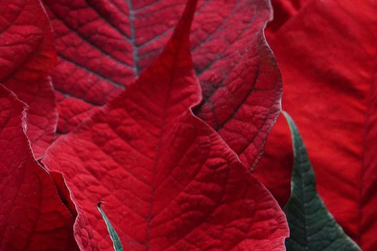 foglie stella di natale