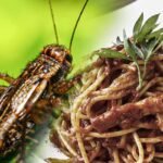 Contentino UNESCO sulla cucina italiana? Fusaro risponde a Barbero! ▷ “Ha ragione ma anche torto” Contentino UNESCO sulla cucina italiana? Fusaro risponde a Barbero! ▷ "Ha ragione ma anche torto"