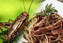 Contentino UNESCO sulla cucina italiana? Fusaro risponde a Barbero! ▷ “Ha ragione ma anche torto” Contentino UNESCO sulla cucina italiana? Fusaro risponde a Barbero! ▷ "Ha ragione ma anche torto"