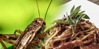 Contentino UNESCO sulla cucina italiana? Fusaro risponde a Barbero! ▷ “Ha ragione ma anche torto” Contentino UNESCO sulla cucina italiana? Fusaro risponde a Barbero! ▷ "Ha ragione ma anche torto"