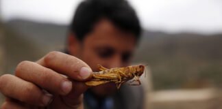 “Mangerete insetti e sarete felici”: così vogliono rendervi automi ammaestrati | Con Diego Fusaro