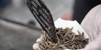 Giorgio Bianchi e il “premio Unesco” ▷ “Sicuri non stia arrivando il cibo per l’emergenza di guerra?”