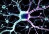 Stiamo per scoprire la causa di Parkinson e Alzheimer? Stiamo per scoprire la causa di Parkinson e Alzheimer?
