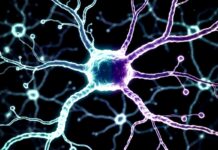 Stiamo per scoprire la causa di Parkinson e Alzheimer?