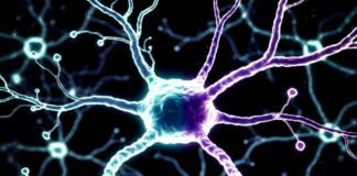 Stiamo per scoprire la causa di Parkinson e Alzheimer?